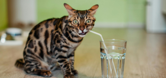 Fonte de Água para Gatos: Eles Bebem Pouco e Isso é um Problema