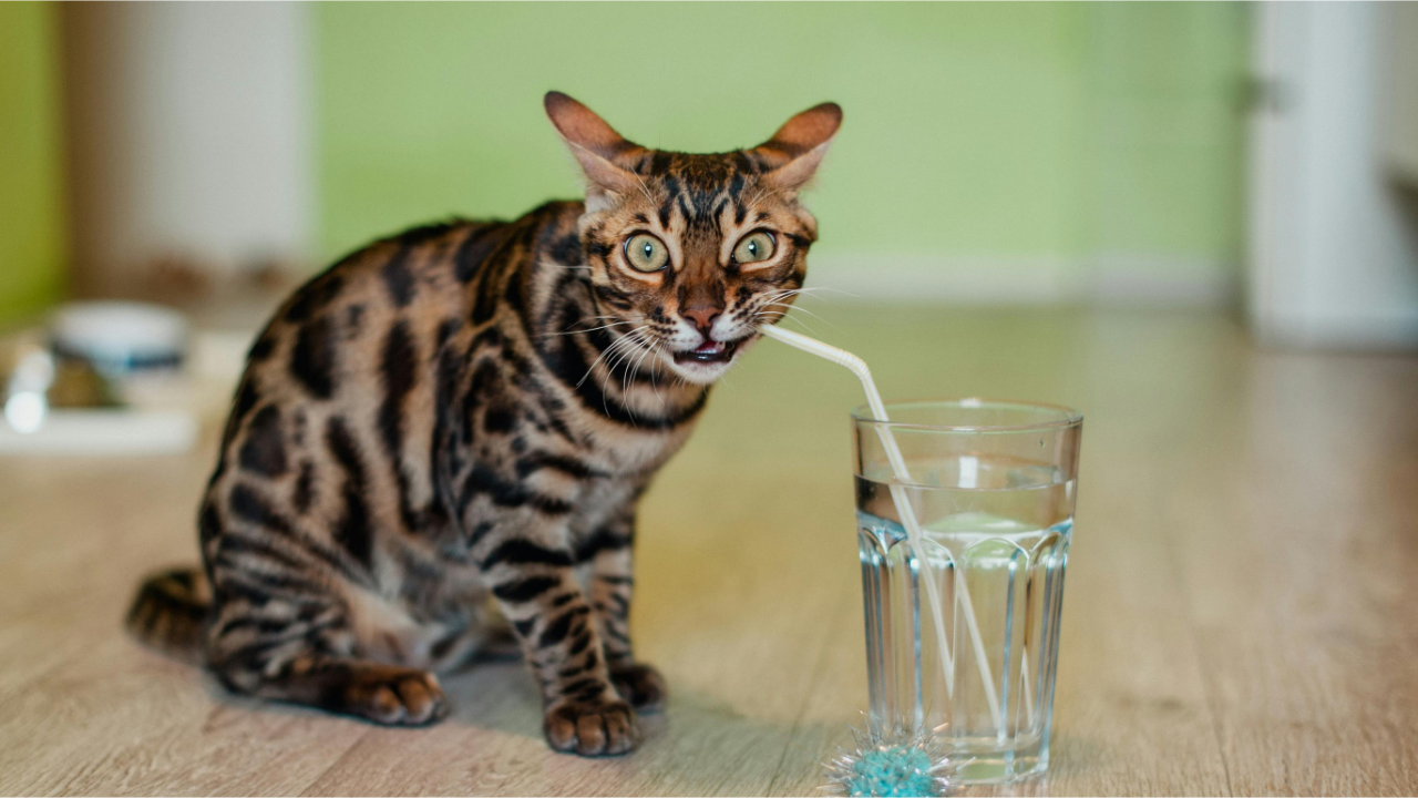 Fonte de Água para Gatos: Eles Bebem Pouco e Isso é um Problema