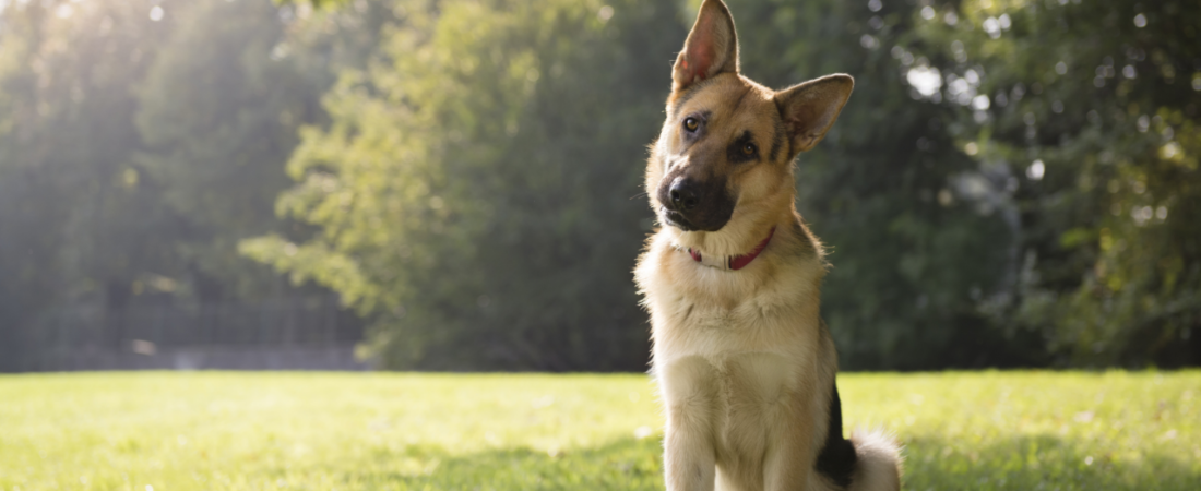 Por Que Meu Cachorro Faz Isso? Comportamentos Caninos Explicados