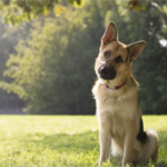 Por Que Meu Cachorro Faz Isso? Comportamentos Caninos Explicados Cachorro pastor-alemão sentado na grama demonstrando comportamento canino atento