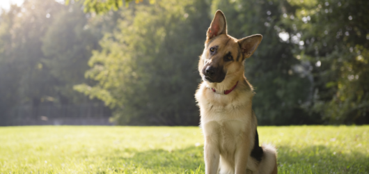 Por Que Meu Cachorro Faz Isso? Comportamentos Caninos Explicados
