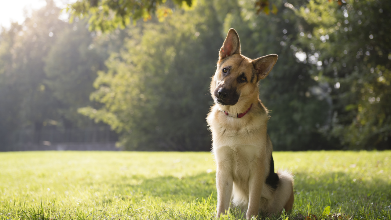 Por Que Meu Cachorro Faz Isso? Comportamentos Caninos Explicados