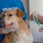 Cão e gato saudáveis ao lado de carteira de vacinação, ilustrando o calendário de prevenção pet