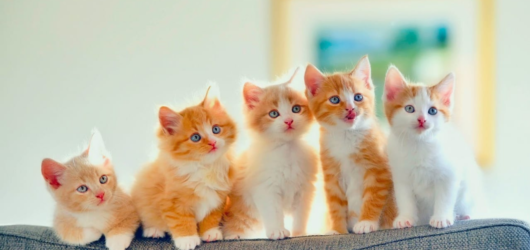 Cuidados com pets