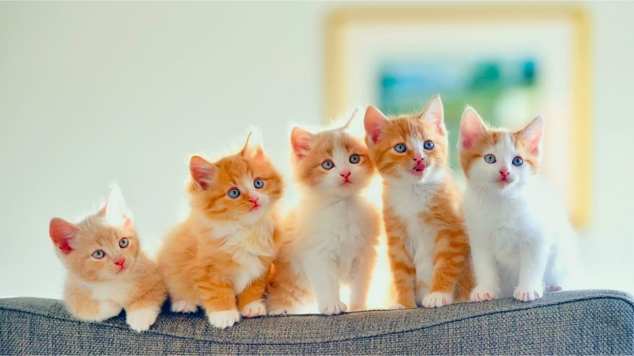 Saúde e Bem-Estar do Pet: Guia Essencial para um Animal Saudável e Feliz