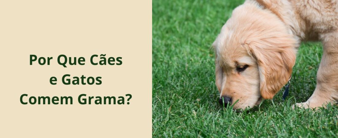 Por Que Cães e Gatos Comem Grama? O Que a Ciência Diz