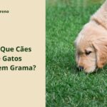Por Que Cães e Gatos Comem Grama? O Que a Ciência Diz Filhote de cão dourado cheirando a grama em um gramado verde, ao lado do título Por Que Cães e Gatos Comem Grama