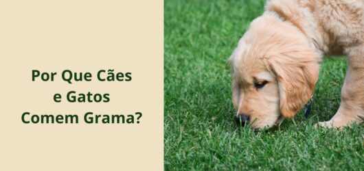 Por Que Cães e Gatos Comem Grama? O Que a Ciência Diz