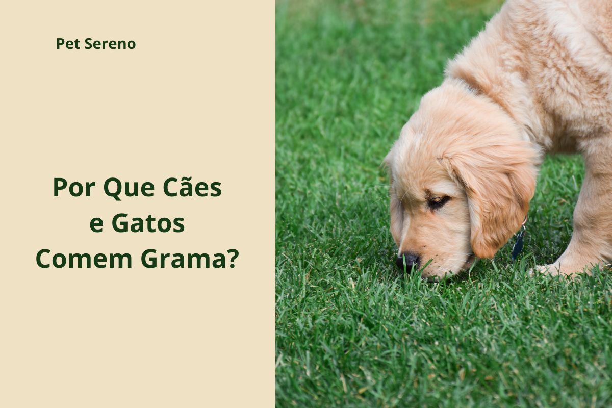 Por Que Cães e Gatos Comem Grama? O Que a Ciência Diz
