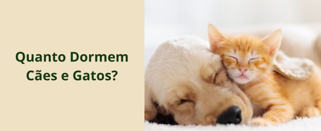 Quanto Dormem Cães e Gatos? O Sono dos Pets Explicado