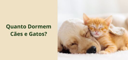 Quanto Dormem Cães e Gatos? O Sono dos Pets Explicado