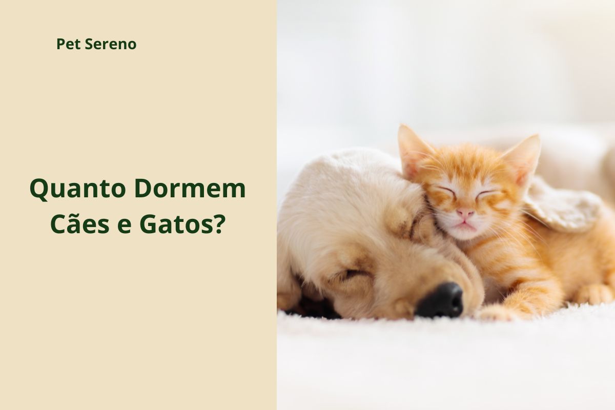 Quanto Dormem Cães e Gatos? O Sono dos Pets Explicado