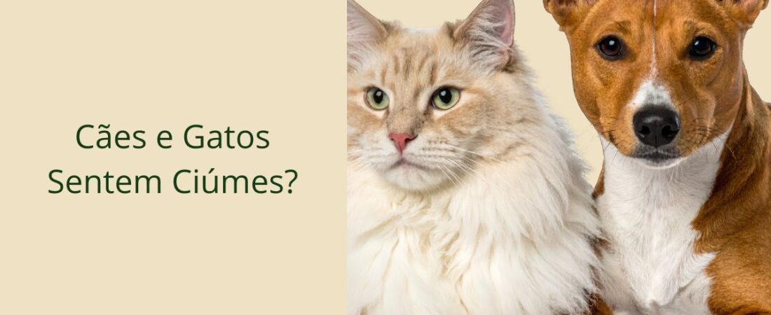 Cães e Gatos Sentem Ciúmes? O Que a Etologia Revela