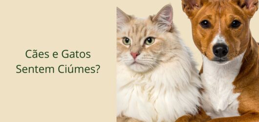 Cães e Gatos Sentem Ciúmes? O Que a Etologia Revela