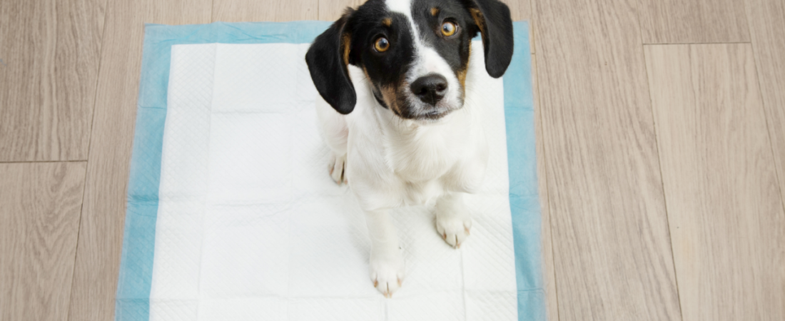 Tapete Higiênico ou Banheiro Canino? Guia para Apê