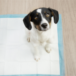 Tapete Higiênico ou Banheiro Canino? Guia para Apê Cão filhote sentado sobre um tapete higiêncio.