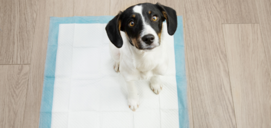 Tapete Higiênico ou Banheiro Canino? Guia para Apê