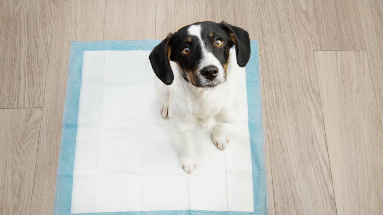 Tapete Higiênico ou Banheiro Canino? Guia para Apê