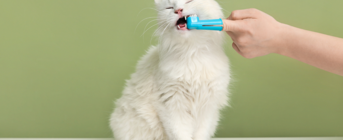 Petiscos Dentais Funcionam? Guia de Saúde Bucal do Pet