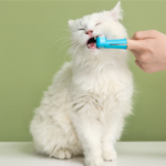 Gato Sentado, escovando os dentes.