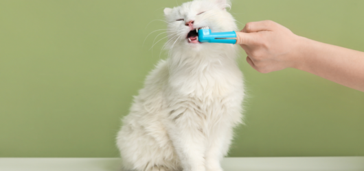 Petiscos Dentais Funcionam? Guia de Saúde Bucal do Pet