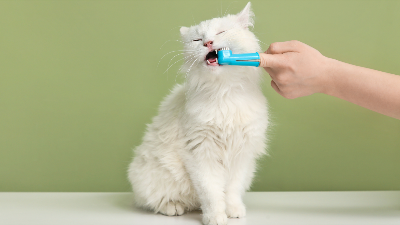 Petiscos Dentais Funcionam? Guia de Saúde Bucal do Pet